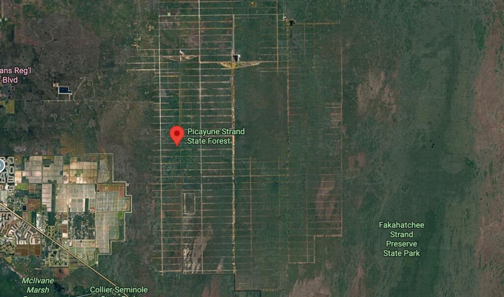 Picayune Strand State Forest